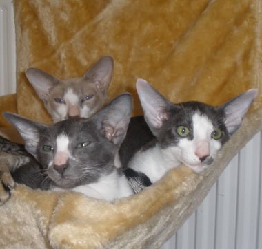 CHATONS Portes prcdentes / Previous Litters
